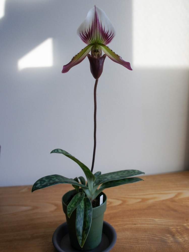 部屋の画像 by woodAppleさん | 部屋と洋蘭とPaph.callosum var.sublaeveとタイランデンセと咲いた❤と洋蘭原種とパフィオペディラム原種