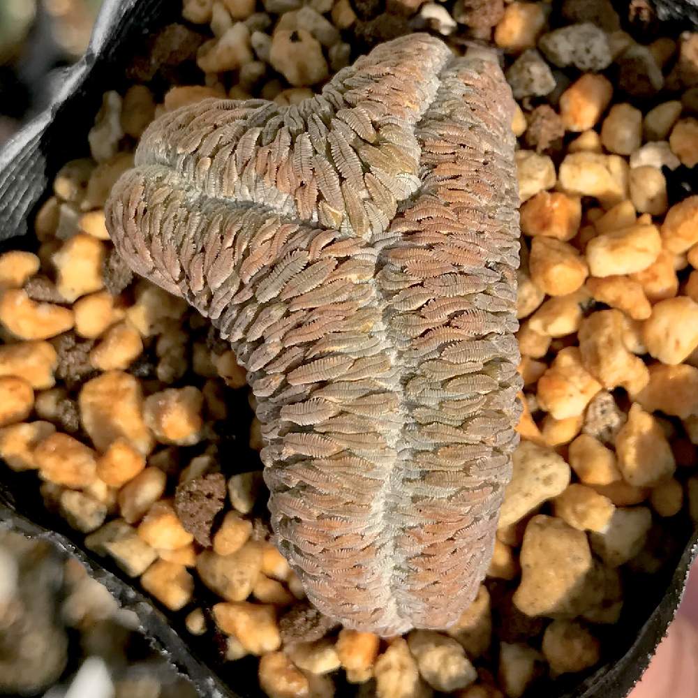 バルコニー/ベランダの画像 by たねさん | バルコニー/ベランダと精巧丸 綴化とPelecyphora aselliformisと多肉植物とサボテン科と福岡とPelecyphoraとたねんちのサボとペレキフォラ属