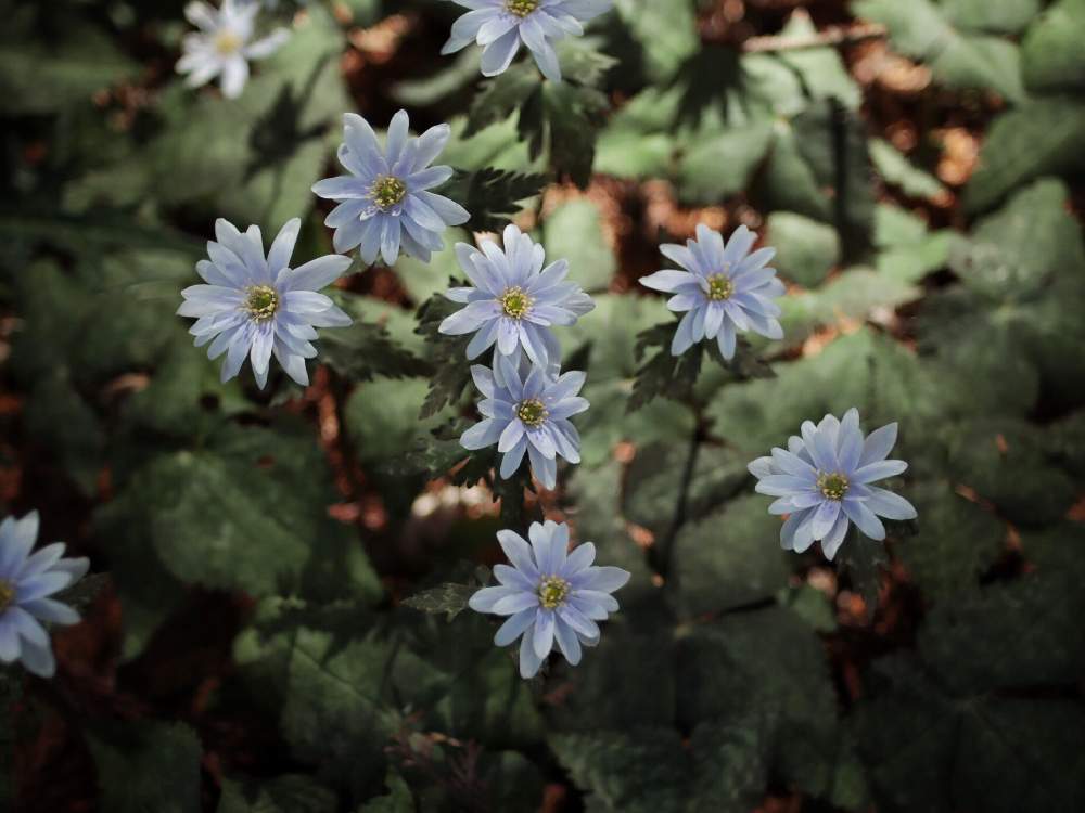 お出かけ先の画像 by Chieさん | お出かけ先とユキワリイチゲとオールドレンズとCanon EOS Kiss Mと『単焦点レンズ』フォトコンとフレクトゴン35㎜