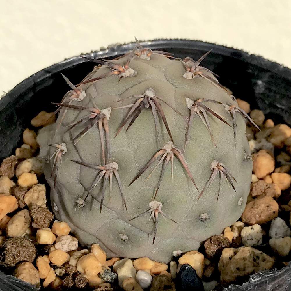 バルコニー/ベランダの画像 by たねさん | バルコニー/ベランダとTephrocactus geometricusとテフロカクタス ゲオメトリクスとテフロカクタス属と多肉植物とサボテン科と福岡とTephrocactusとたねんちのサボ