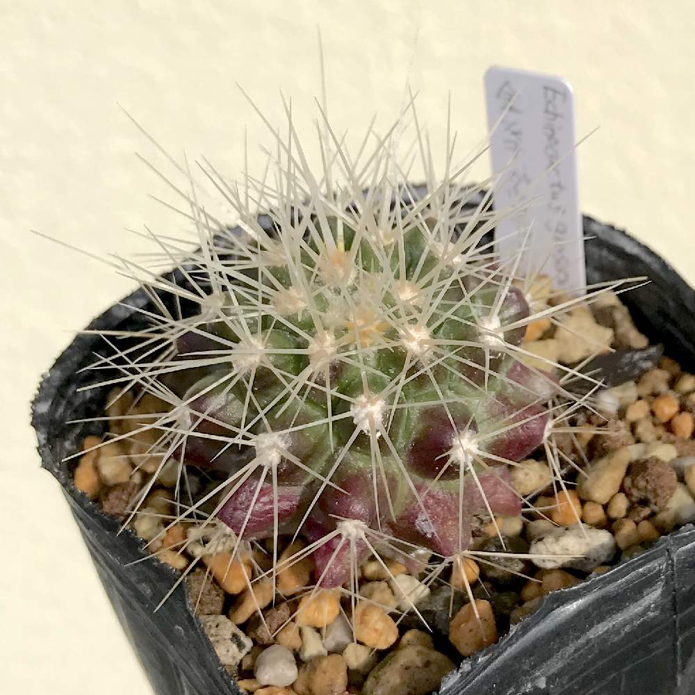 バルコニー/ベランダの画像 by たねさん | バルコニー/ベランダと金鯱とEchinocactus grusonii - v albaとエキノカクタス グルソニィ アルバと多肉植物とechinocactusとサボテン科と福岡とたねんちのサボとエキノカクタス属