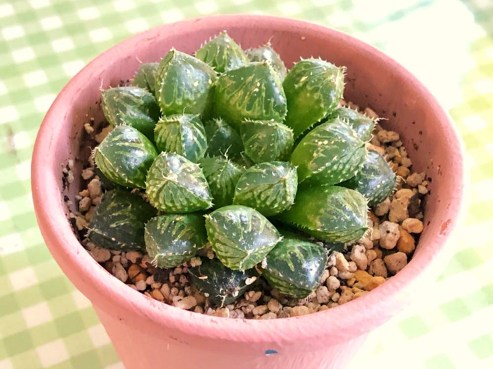 窓辺の画像 by いっちーさん | 窓辺と多肉植物と北海道