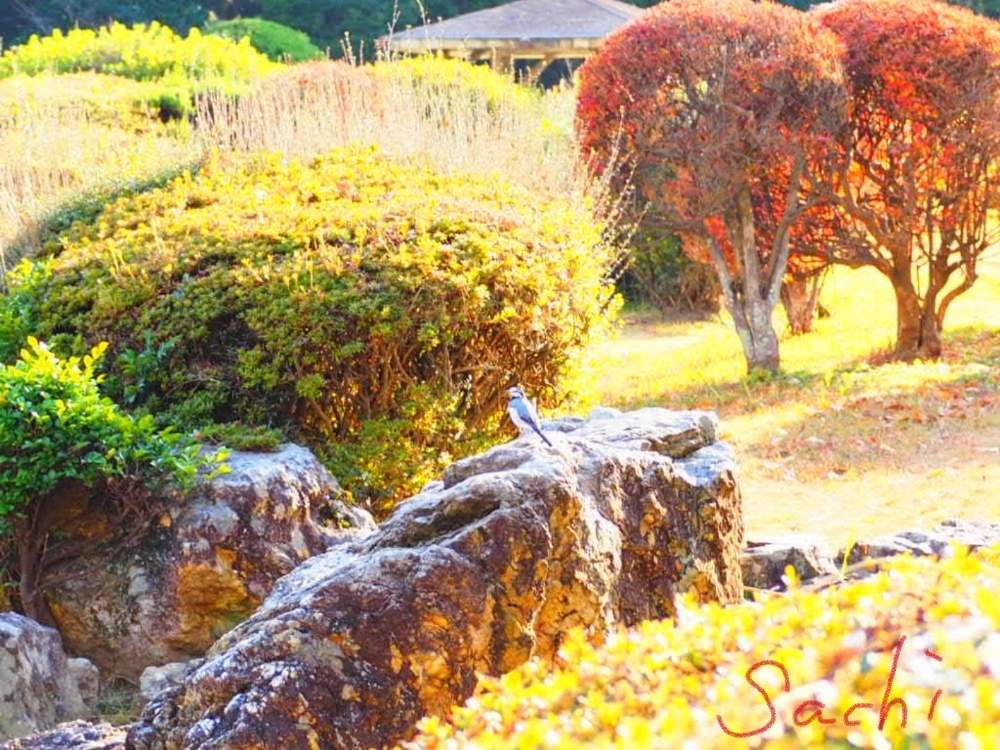 お出かけ先の画像 by sachiさん | お出かけ先と残したい風景と紅葉(こうよう)と花のある暮らしと鈴鹿・亀山と野鳥のいる景色