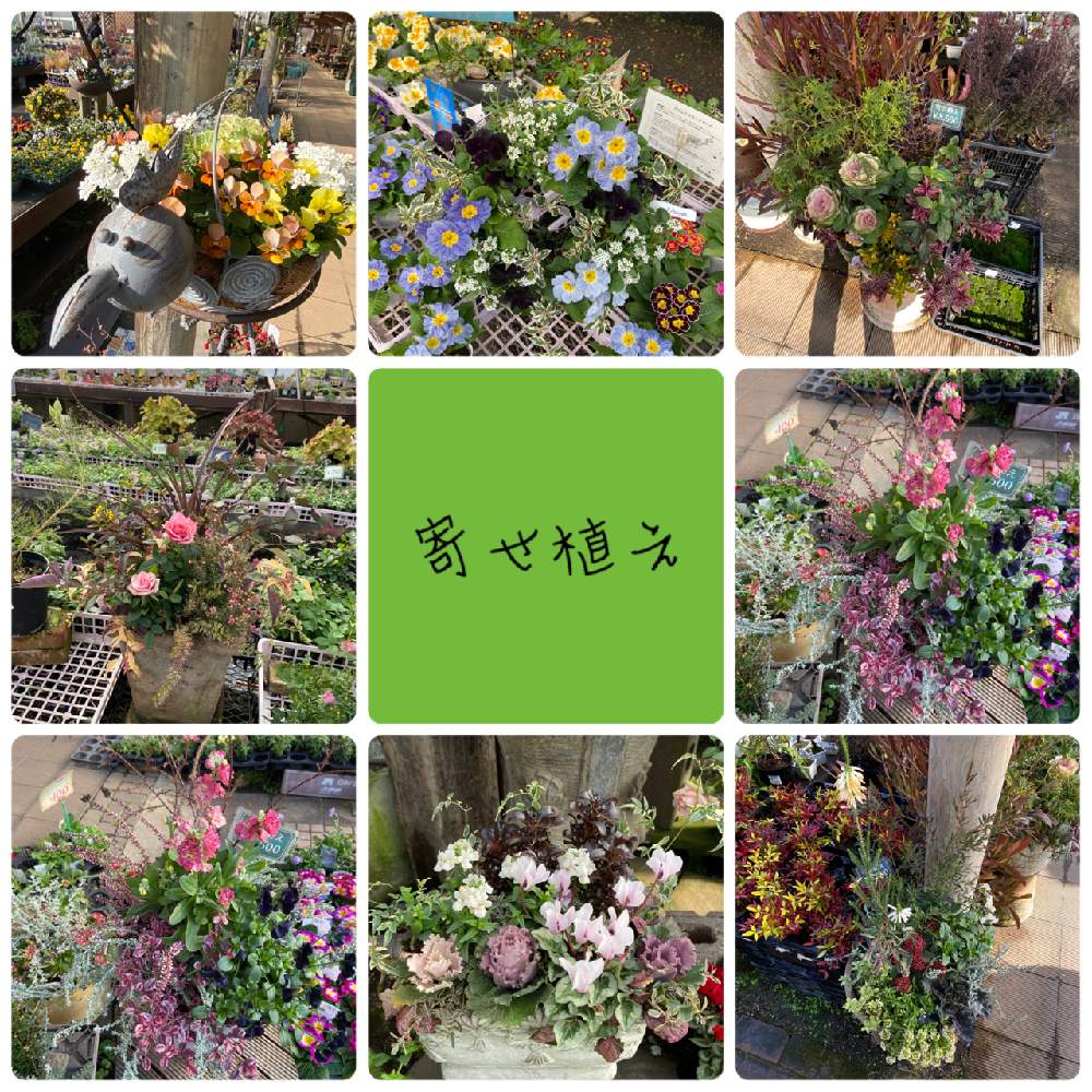お出かけ先の画像 by na-chanさん | お出かけ先とプリムラと寄せ植えと目の保養とワクワク♡と園芸ショップ