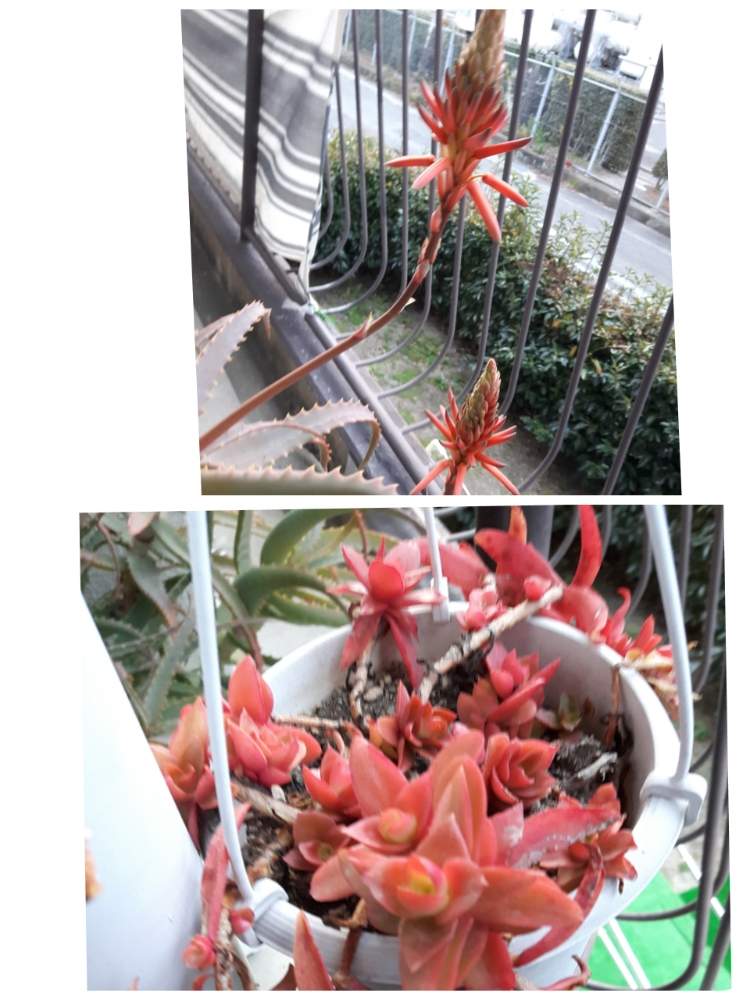バルコニー/ベランダの画像 by nobu68さん | バルコニー/ベランダとひまつりとアロエの花✨と多肉植物と花のある暮らし