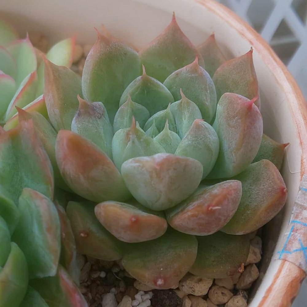 バルコニー/ベランダの画像 by Succulent so cute ♥さん | バルコニー/ベランダとモアレとmoireとトリマネンシス×ヒアリナとTolimanensis × Hyalinaとcute ♥️ トリマネンシス×ヒアリナとチーム大阪とno green no lifeとcute ♥️ モアレとお気に入り~✴️とエケベリア属とスマホ撮影加工なしとsucculent so cute ♥️とチームグリーンとgreenとSucculent Lifeとenjoy botanical life ♥️とcute ♥️ エケとso cute garden ♥️とGS萌え~✴️と多肉コレクション♥と葉っぱlove♥と冬の多肉ちゃんとsucculentとsucculent love ♥