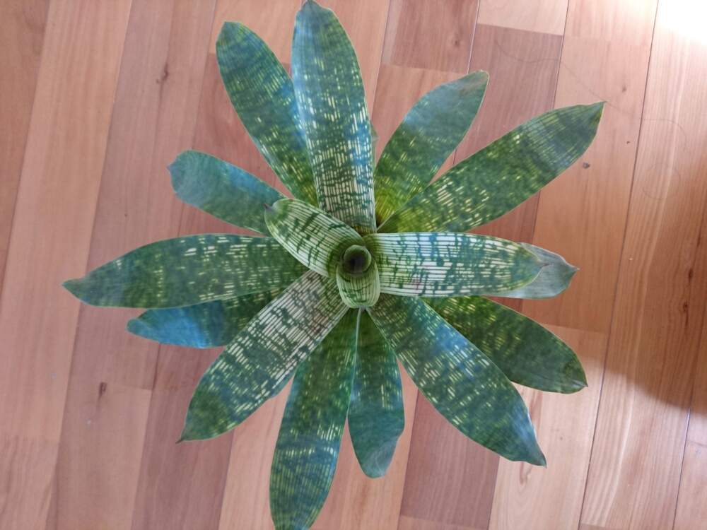 部屋の画像 by テルさん | 部屋と着生植物と観葉植物とブロメリアとフリーセア属と成長記録とパイナップル科