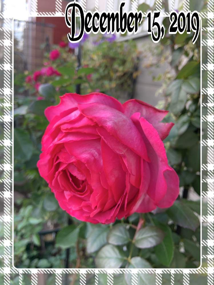 小さな庭の画像 by くろもみじさん | 小さな庭とイヴピアッチェといいかおりと幸せとばら バラ 薔薇と薔薇愛同盟と全部GSのせいだといい香りと小さな小さな庭と花のある暮らしとばら 薔薇 バラとイブピアッチェ❤と三種の神器と薔薇の花