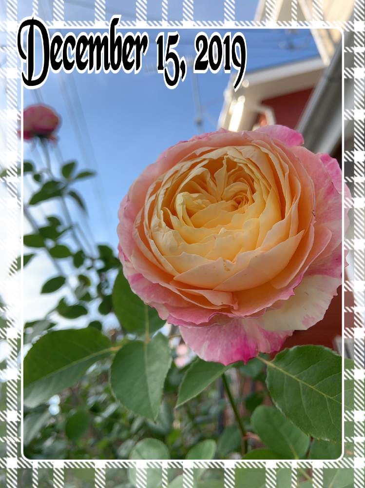 小さな庭の画像 by くろもみじさん | 小さな庭とバラ クロードモネと幸せとばら バラ 薔薇と薔薇愛同盟と絞りのバラと全部GSのせいだとデルバールとクロード・モネと小さな小さな庭と花のある暮らしとばら 薔薇 バラと三種の神器と薔薇の花