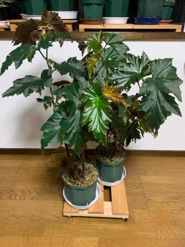 部屋の画像 by 紫雲楽さん | 部屋と木立ベゴニア アイリーン・ナースと観葉植物と花のある暮らしと木立性ベゴニア