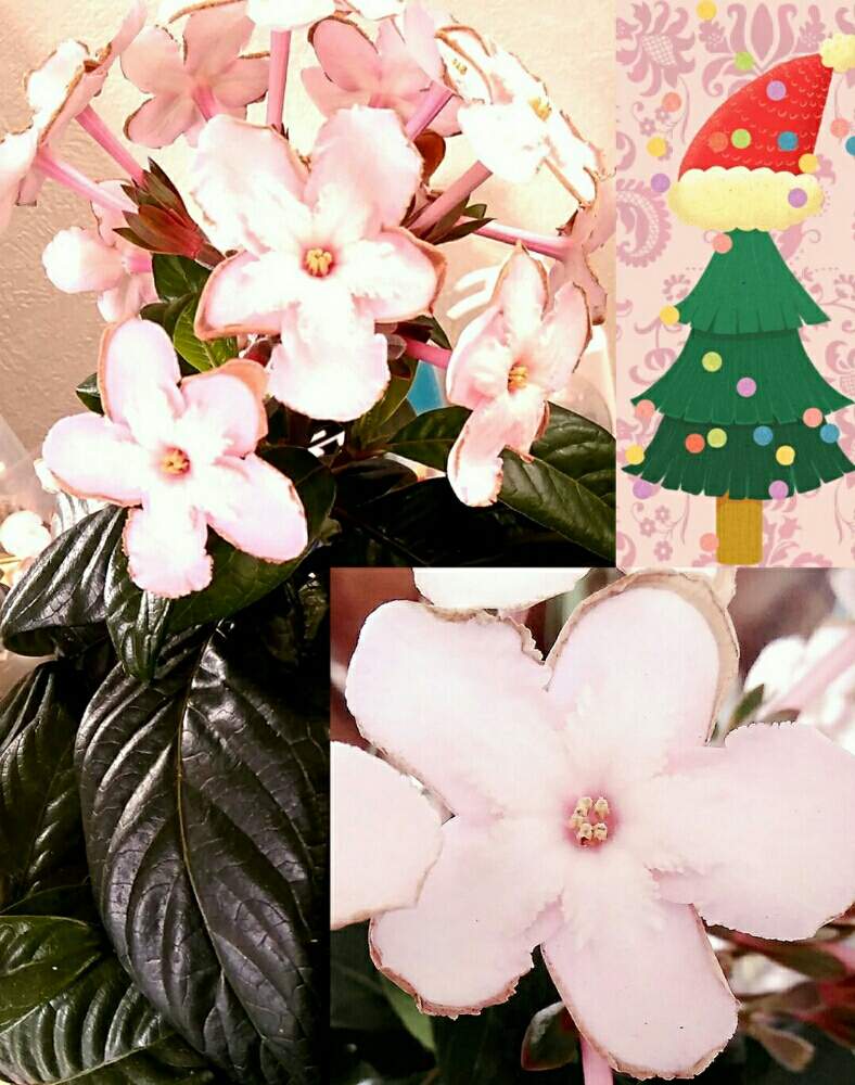 部屋の画像 by ⭐CB1⭐£36hm⭐さん | 部屋とルクリアとルクリア (アッサムニオイザクラ)と植物と言えば・・・と⭐winter garden❤️と☆てるてるお天気〜☆とGS映えと屋敷住まいとその後・・・と⭐ cheers⭐とbreakfast, lunch, teatime and supperとgreen & tea timeと花のある暮らし