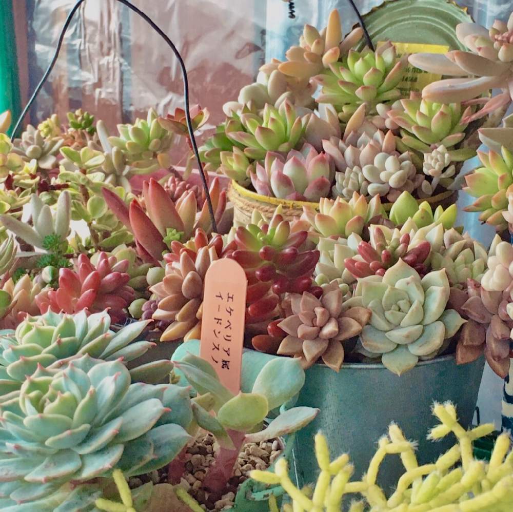 玄関の画像 by yukari23さん | 玄関と山形と多肉植物とリメ缶と寄せ植えと簡易ハウスと東北と冬支度と簡易温室と多肉女子とタニラーと多肉棚と多肉寄せ植えとリメイク鉢