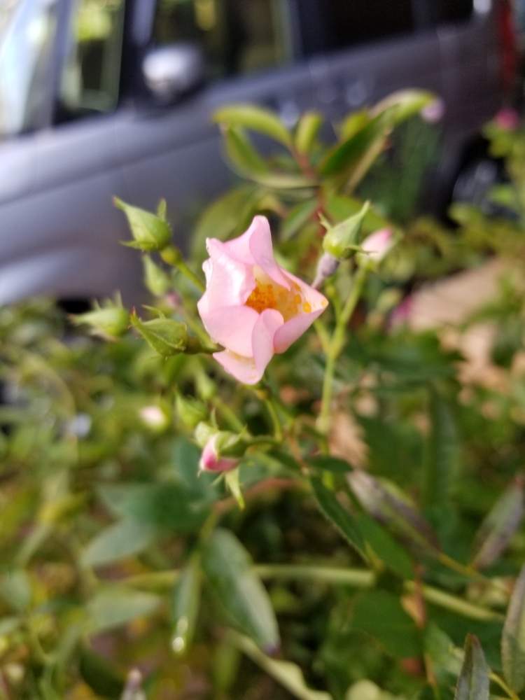 小さな庭の画像 by ニワバラベラバラさん | 小さな庭と野の花*とノノカとばら バラ 薔薇と白いバラと培養土を考える倶楽部と薔薇に魅せられてとピンク❤︎ピンクと薔薇のある暮らし♡とバラ 鉢植えと花ちゃん培養土と鉢ロザリアンと花のある暮らしとお花のある生活と白い花と薔薇♪とばら 薔薇 バラとバラ・ミニバラとバラを楽しむ