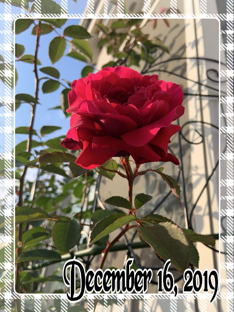 小さな庭の画像 by くろもみじさん | 小さな庭とオデュッセイアといいかおりと幸せとばら バラ 薔薇と薔薇愛同盟とつるバラとバラの蕾と全部GSのせいだといい香りと小さな小さな庭と花のある暮らしとロサオリエンティスとばら 薔薇 バラと三種の神器とオベリスク仕立てとバラのつぼみと薔薇の花