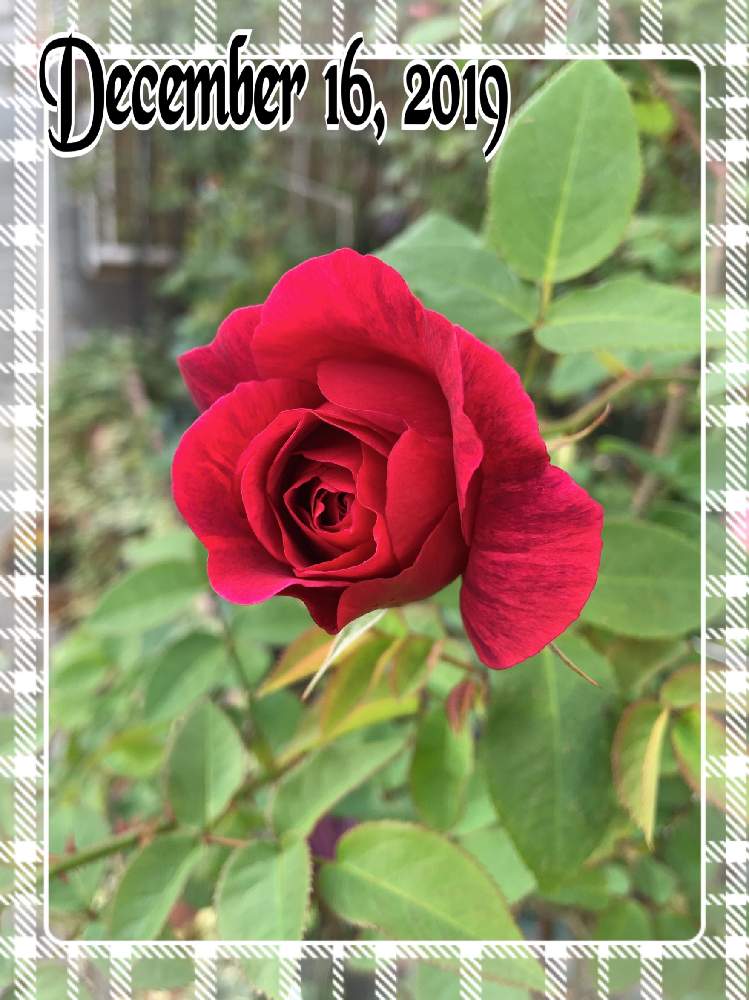 小さな庭の画像 by くろもみじさん | 小さな庭とLDブレスウェイトと幸せとばら バラ 薔薇と薔薇愛同盟とデビッドオースチンとバラの蕾と全部GSのせいだとイングリッシュ・ローズと小さな小さな庭と花のある暮らしとばら 薔薇 バラと三種の神器とバラのつぼみと薔薇の花