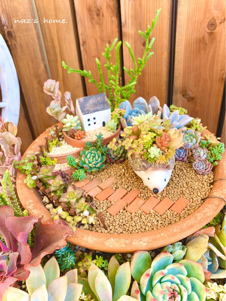 の画像 by なず家さん | 多肉植物と紅葉する多肉と多肉のある暮らしとエケベリア属とNo多肉,No Life.と多肉寄せ植えと葉挿しと自作限定!多肉の寄せ植えフォトコン