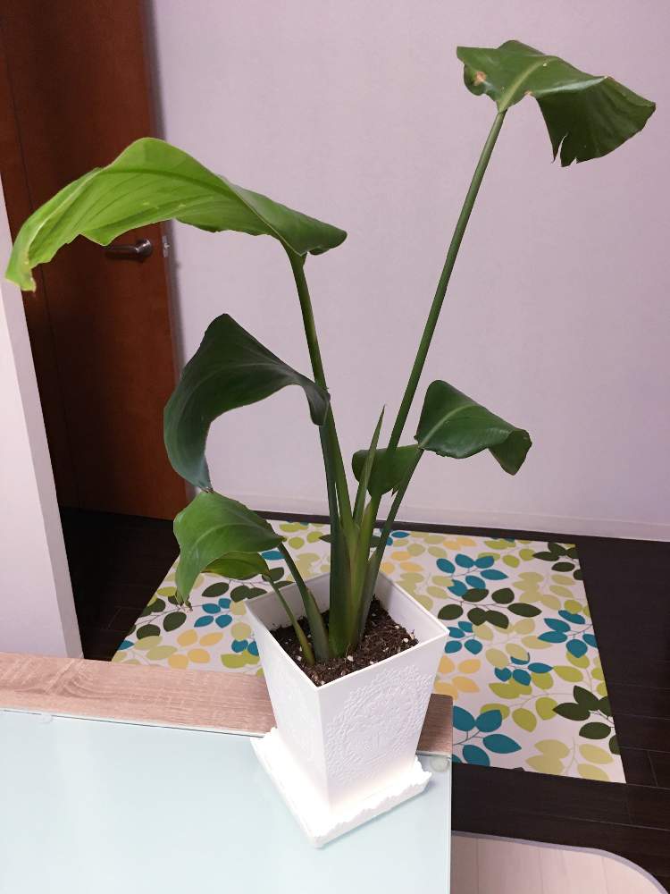 の画像 by モンスーテーラーさん | 観葉植物とわが家の観葉植物❢とミドリストと観葉植物初心者とストレリチア・オーガスタ