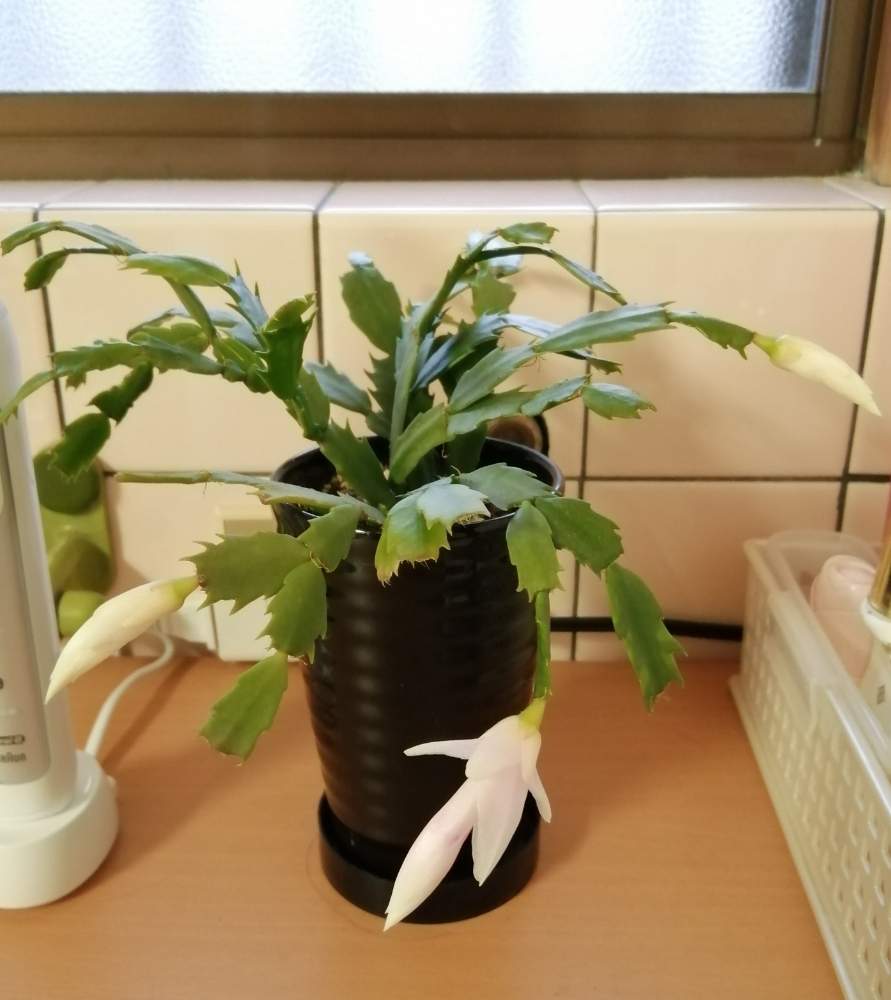 棚の画像 by erinさん | 棚とシャコバサボテンと多肉植物と観葉植物が大好きと観葉植物とシャコバサボテンの花と鉢植えと花のある暮らし