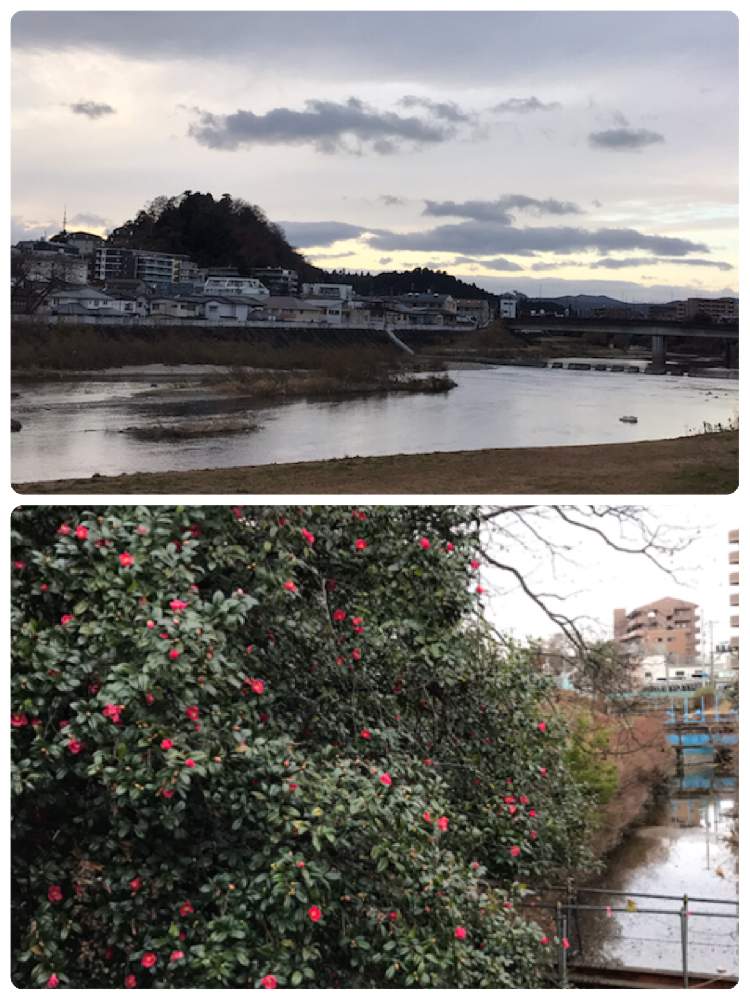 お出かけ先の画像 by 花華さん | お出かけ先と椿(ヤブツバキ)と広瀬川と仙台市若林区と七郷堀