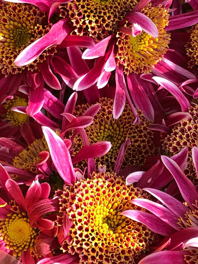 お出かけ先の画像 by はなとしさん | お出かけ先と菊の花たちと微笑みの妖精とラッキーの創造と花の妖精とGS映えと微笑みの呼びかけと美しいグラデーションと元気の源と植物の笑顔と花のある暮らしとまばゆい輝きと偶然の出会いとチャンス到来と秋色の風