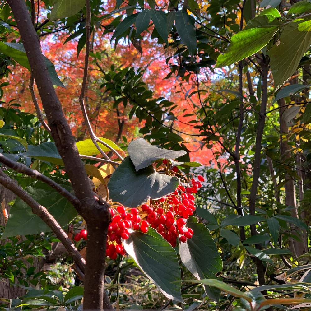 お出かけ先の画像 by Okavangoさん | お出かけ先と冬・OSAKAと赤・紅・あか・レッドとX’mas of JAPAN