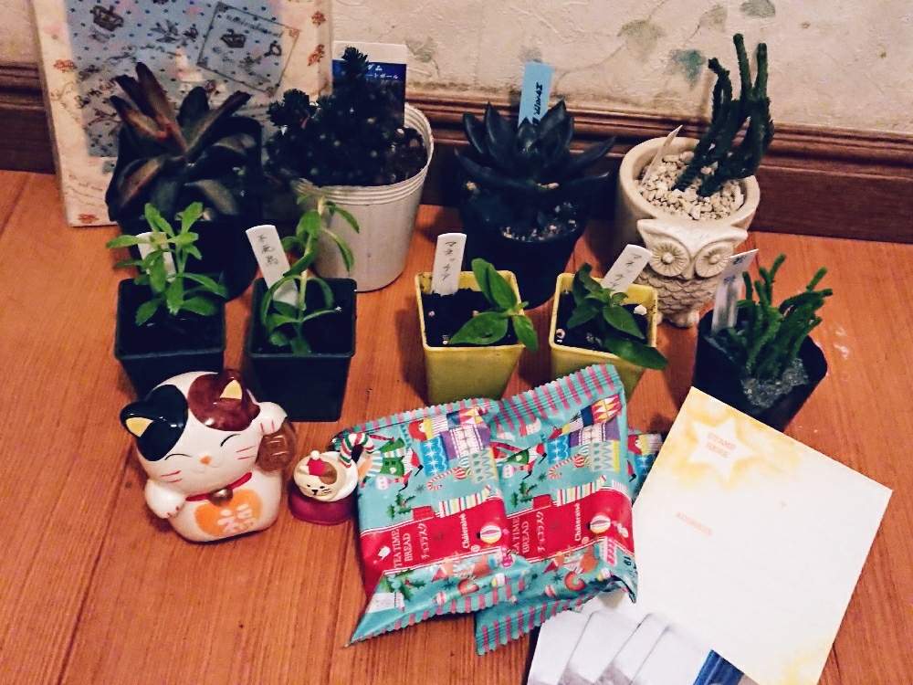 部屋の画像 by まゆゆさん | 部屋と素敵便と小さな喜びと❤️いいね、ありがとうと私の生き甲斐と私の幸せと花のある暮らしと繋がりに感謝✨と癒しのひと時
