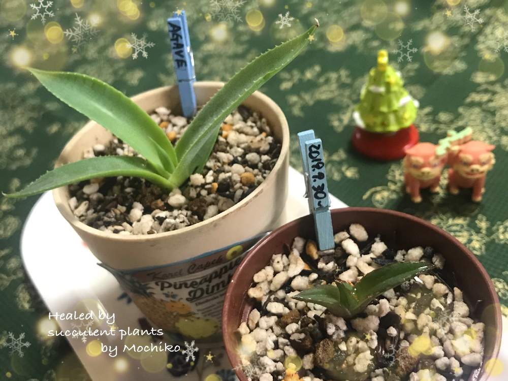 部屋の画像 by さくら餅子さん | 部屋とアガベと多肉植物とヒヤミカチ首里城!とひやみかち日本!とたにおたくらぶNo.178*とひやみかち首里城!と多肉ラボ©と多肉女子と餅子のアガベと忘備録さんのアガベと多肉おばちゃんとたにおたくらぶと日本をささえる動物たちとクリスマス