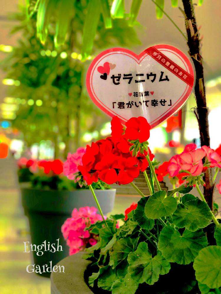 お出かけ先の画像 by イングリッシュガーデンさん | お出かけ先とゼラニウムとEGナイスpicと豊橋とかわいい♡と愛知県豊橋市とGS映えとGSのみなさんに感謝♡と綺麗なお花と豊橋駅と豊橋情報と可愛いと花のある暮らしとかわいいな♡と色合いがキレイとEGお出かけ先