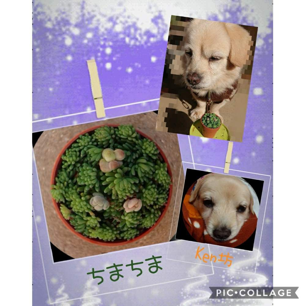 の画像 by りえさん | GS2年生と多肉のある暮らしとGS1周年とたにおたくらぶNo.59とワンコののいる暮らしとちまちま多肉とたにおたくらぶと犬と多肉とちまちま寄せ
