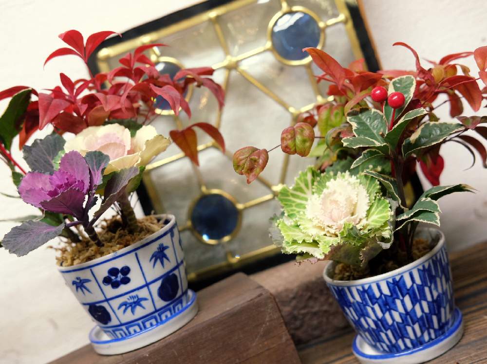 の画像 by Green Terraceさん | 寄せ植えとギフトと季節の花とオススメとお知らせと花のある暮らしとお花屋さんとフラワーギフト