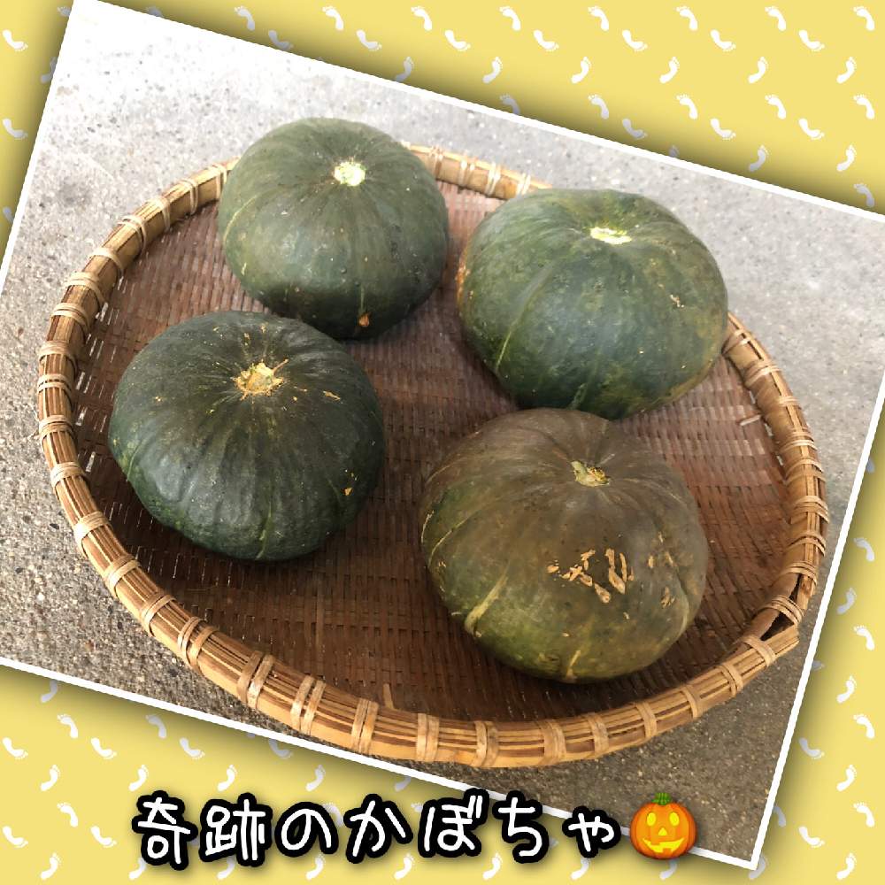 畑の画像 by kwackyさん | 畑とミニかぼちゃ「栗坊」と花のある暮らしと小さなカボチャと家庭菜園奮闘日記とかぼちゃ☆とかぼちゃ(栗坊)
