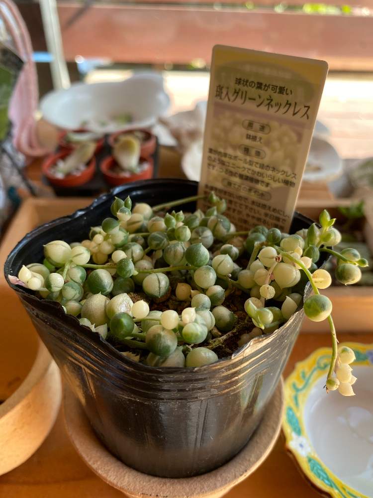窓辺の画像 by minさん | 窓辺と多肉植物と斑入りグリーンネックレス♡と初心者と多肉植物のあるくらしと多肉女子とガーデニングと花のある暮らし