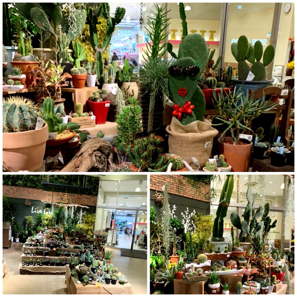 インテリアの画像 by カインズさん | インテリアと多肉植物とサボテン科とサボテン☆とグリーンインテリアと入荷情報♪と多肉大好きと サボテンと多肉女子と多肉植物とサボテンとホームセンターとさぼてんとカインズ浦和美園店とCAINZとカインズホームと多肉多肉多肉とインテリアグリーン