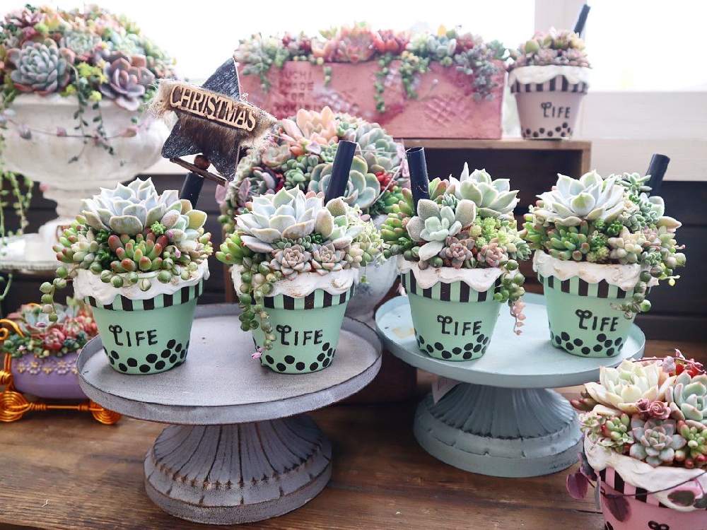 の画像 by コキリノGreen&Coffeeさん | 寄せ植え教室と多肉植物とコキリノGreen&Coffeeと多肉大好きと寄せ植えとGS映えと多肉植物寄せ植えと多肉植物のある暮らしとグリーンショップと本日の多肉とボタピー設置店とお知らせとエケベリア属と多肉女子とタニラーと多肉寄せ植えと多肉植物 エケベリア