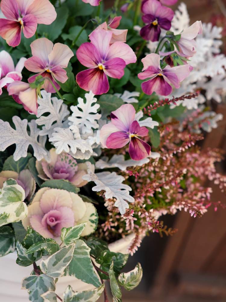 の画像 by Green Terraceさん | セール情報と寄せ植えと ビオラと季節の花とオススメとお知らせとピンクのお花と花のある暮らしとお花屋さん