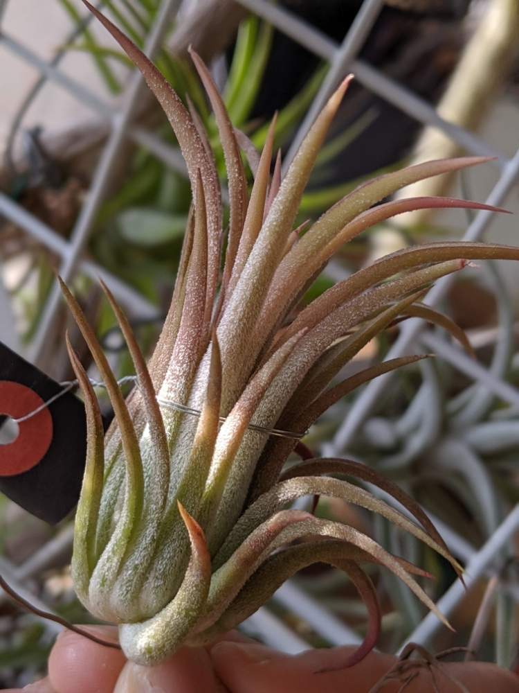 インテリアの画像 by sorahakuさん | インテリアとイオナンタピーチと着生植物とエアプランツ イオナンタと植物のある暮らしと着生とブロメリアと植中毒とチランジア属とイオナンタ万歳同盟( ゚∀゚)人(゚∀゚ )と癒し空間と多肉女子といやされるとエアプランツと根っこフェチとエアープランツ/チランジアと勉強中