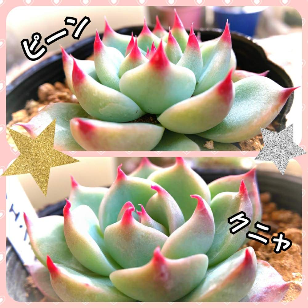 の画像 by 田中大福さん | 多肉植物と チワワエンシス と多肉ライフと多肉歴2年目と多肉大好きとサボテン団地と多肉女子と多肉狩り