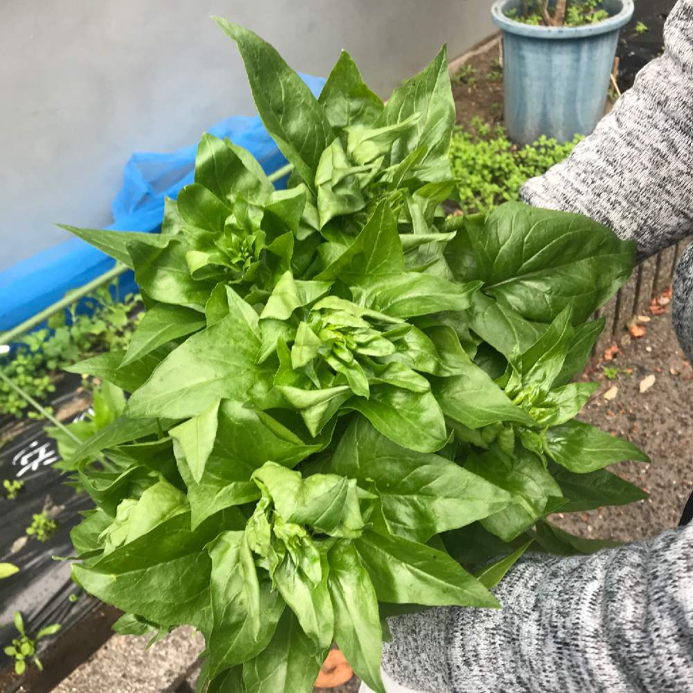 の画像 by GOOSさん | ほうれん草 福兵衞と収穫の喜びと初収穫と混植家庭菜園と家庭菜園と#たねからの幸せと無農薬❤家庭菜園と嬉しい収穫と食べてみたと自家製野菜と収穫野菜で料理と家庭菜園奮闘日記と#福兵衞とタキイ
