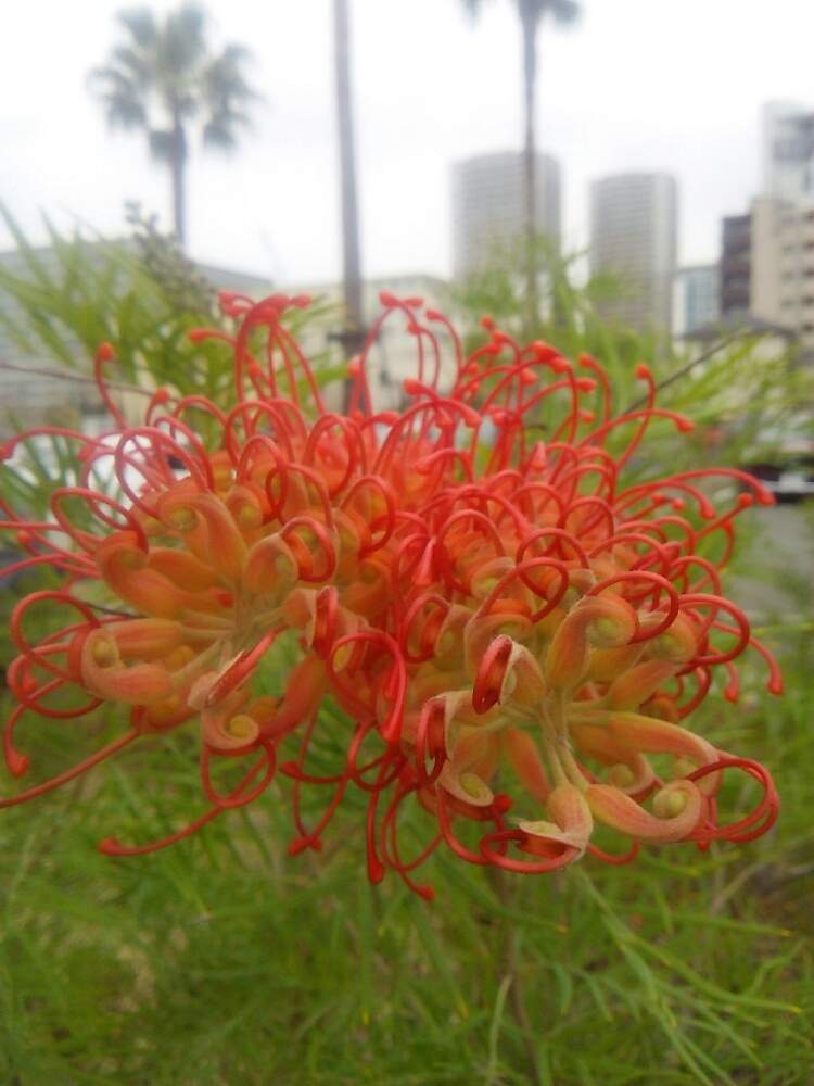 お出かけ先の画像 by ヒカリさん | お出かけ先とグレビレアと朱色の花とお名前判明