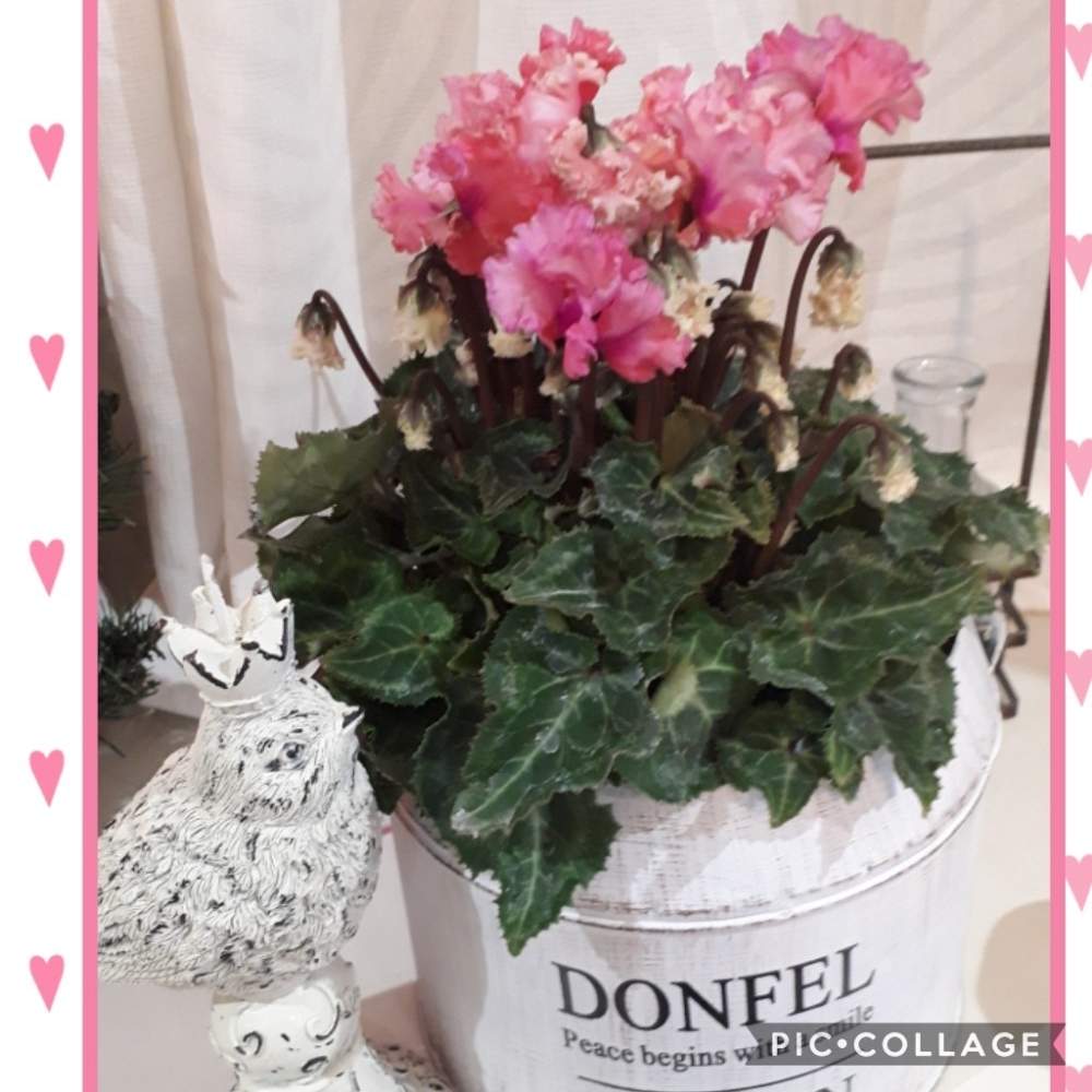 部屋の画像 by Tomoさん | 部屋とロザリアン見習いとピンク❤︎ピンクと憧れの薔薇と雑貨大好き❤と花のある暮らしとたくさんの花が咲く庭にしたい。といいね♥ありがとうございます✨とチーム福岡