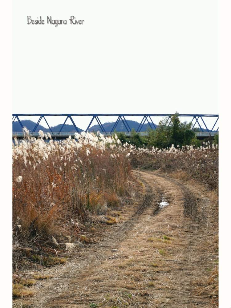 お出かけ先の画像 by toshi722さん | お出かけ先とススキと初冬と長良川河川敷と岐阜県と枯れススキ♡と美濃市