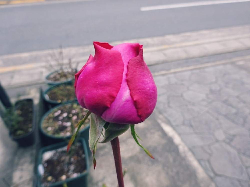 エントランスの画像 by きらまるさん | エントランスとHTCとピンク同盟と薔薇愛同盟と薔薇男子と薔薇に魅せられてとB型とバラのある暮らしとGS映えと今日の一枚とセクシーときれいな色と美しき薔薇様とたまらん!と花のある暮らしとテンション⤴︎とロザリアンとバラを楽しむ