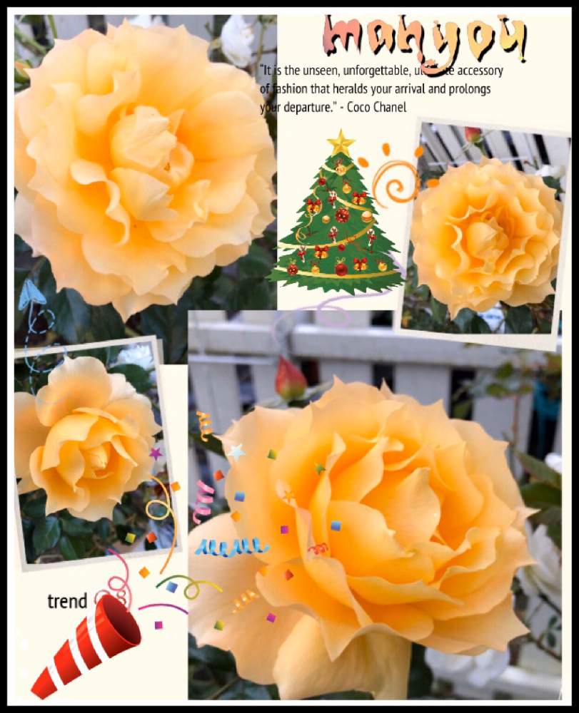 の画像 by kuuさん | 感謝 感謝 ❤とかわいい♡と手作りの庭と癒しの時間♡♡とMy Garden✩.*˚と花のある暮らし