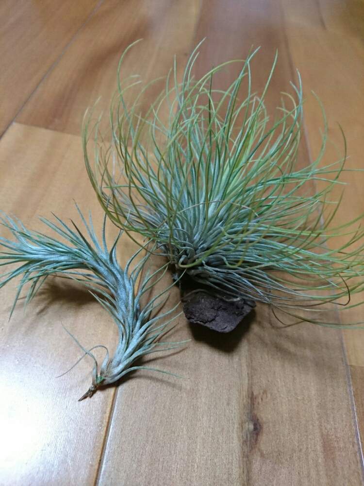 部屋の画像 by テルさん | 部屋とチランジア属と成長記録と着生植物