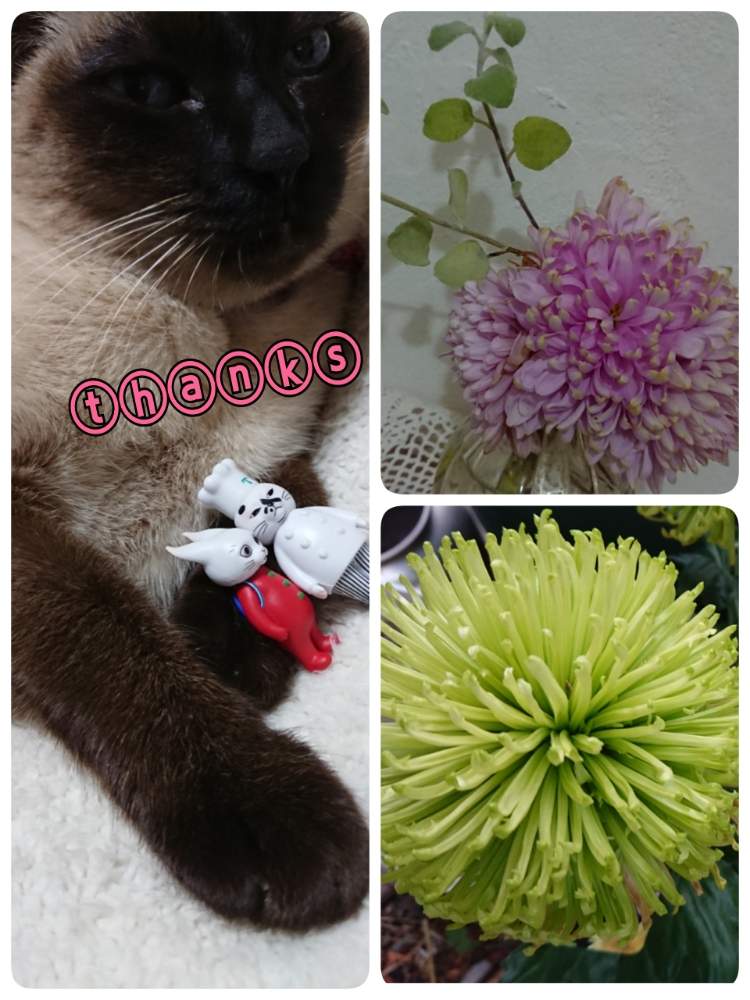 小さな庭の画像 by syamunekoさん | 小さな庭とマム アナスタシアとマム ロザードシャルロッテと黄緑の花とお花大好き♡とピンクの花とあ~ちゃんとヒグチユウコフィギュアとヒグチユウコとひやみかち首里城!と猫大好き‼と花のある暮らしとにゃんにゃんDayとにゃんにゃんの日と22ニャンニャンの日 ♪とニャンニャン祭りと猫と植物