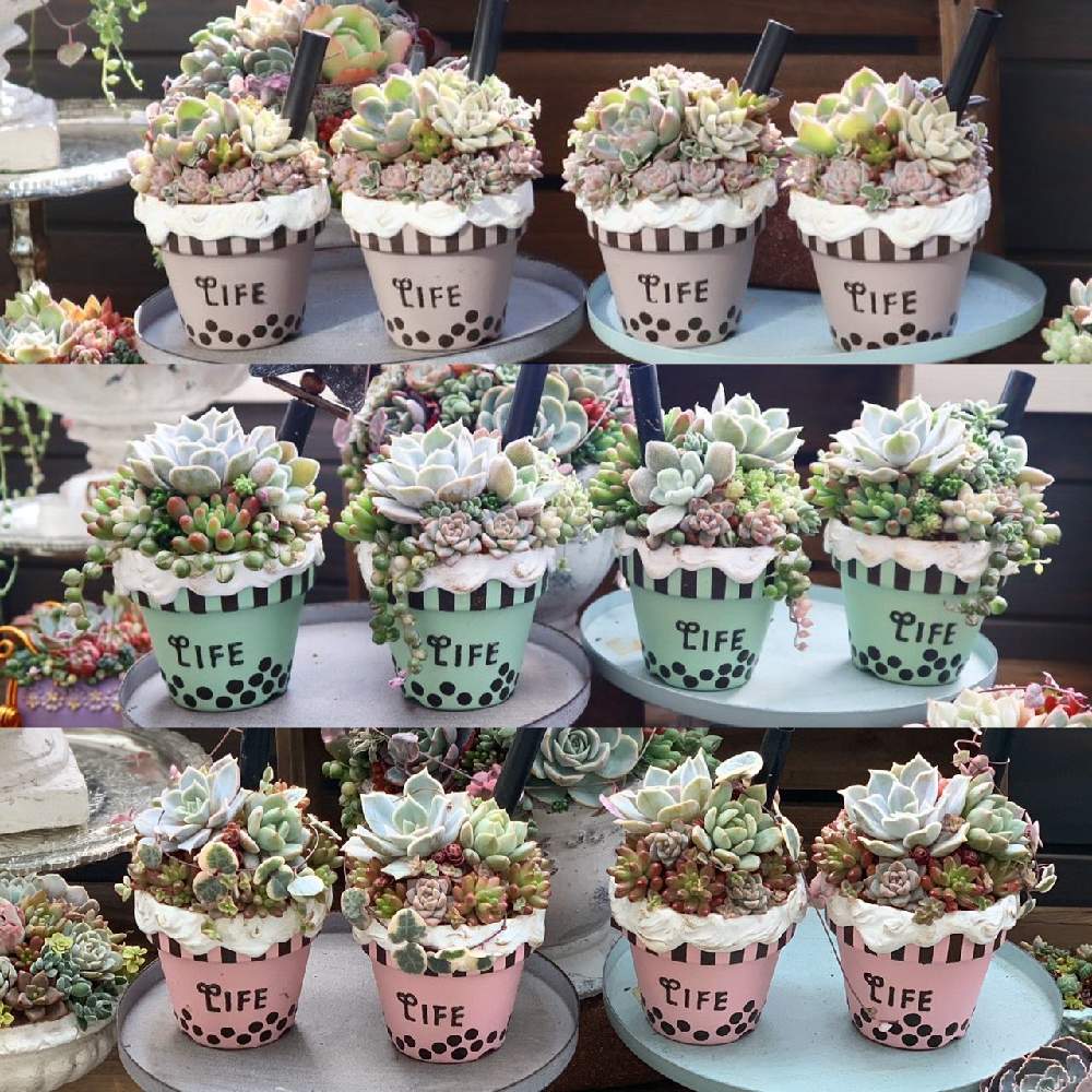 の画像 by コキリノGreen&Coffeeさん | 寄せ植え教室と多肉植物とコキリノGreen&Coffeeと多肉大好きとイベントと寄せ植えと多肉植物寄せ植えと多肉植物のある暮らしとグリーンショップとサボテン相談室と本日の多肉とお知らせとエケベリア属と多肉女子とタニラーと多肉寄せ植え