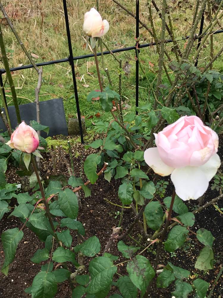 小さな庭の画像 by vogel ②さん | 小さな庭とシャリファ・アスマとばら バラ 薔薇とERとカタログ落ちとHTと地植え