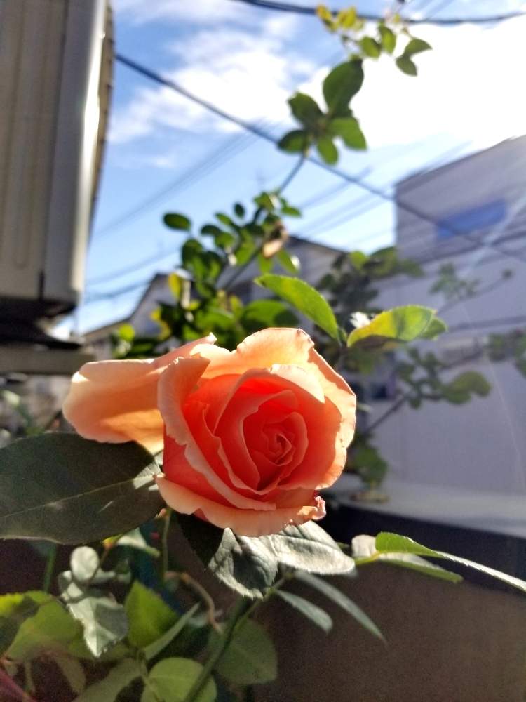 バルコニー/ベランダの画像 by ニワバラベラバラさん | バルコニー/ベランダとジャスト・ジョイとばら バラ 薔薇とオレンジ色の花と培養土を考える倶楽部と薔薇に魅せられてと挿し木と薔薇のある暮らし♡とバラ 鉢植えと花ちゃん培養土と鉢ロザリアンとオレンジ色と花のある暮らしとジャスト・ジョーイと薔薇♪とばら 薔薇 バラとバラ・ミニバラとバラを楽しむ