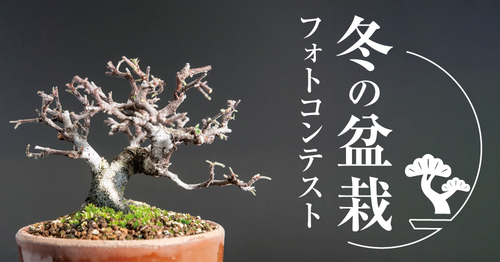 『冬の盆栽』フォトコンテスト