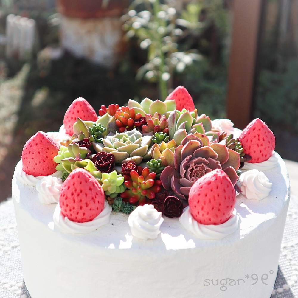 バルコニー/ベランダの画像 by sugarさん | バルコニー/ベランダと多肉植物とモルタル鉢と多肉植物寄せ植えとナチュラルガーデンと多肉女子と多肉ケーキとかわいい